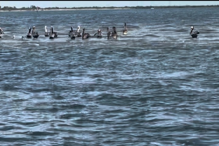 Group of pelicans floating on the ocean water.