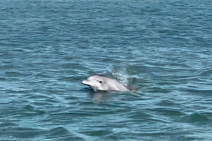 A dolphin swimming in the ocean with its head above water.