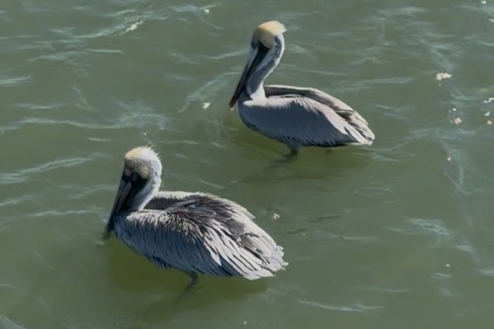 Two pelicans swimming on greenish water surface.